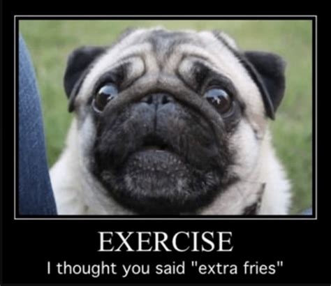funny pug pictures sayings